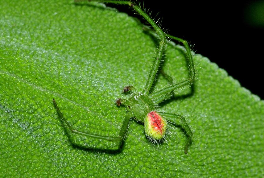 Thomisidae:  Heriaeus hirtus, maschio  - Toano (RE)